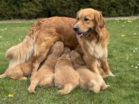 Golden Retriever Welpen