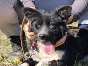 Kaya- sanfte Seele sucht ihr Für-Immer-Zuhause