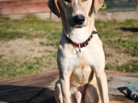 Bowie - aufmerksamer und verschmuster Hundejunge sucht ein Zuhause