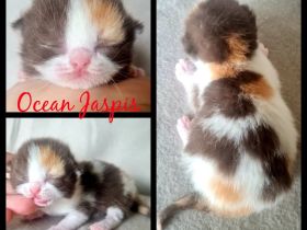 BKH REINRASSIG TOP LINIEN