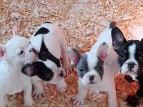 Reinrassige Französische Bulldoggenwelpen