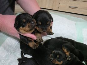 Rottweiler Welpen