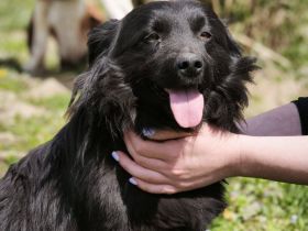 Blecky - freundlich und voller Lebensfreude