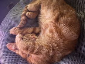 🐾 Süßes Kätzchen sucht liebevolles Zuhause 🐾