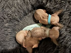 🐾 Sphynx Kitten (3 Kater) abzugeben 🐾