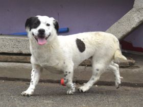 Zuhause gesucht für Louisa