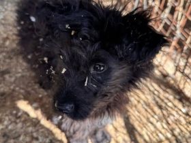 Baba sucht liebevolles Zuhause