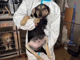 Prinz Charming wird dich verzaubern