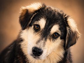 MAGNOLIA auf Körbchensuche