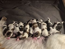 Kooikerhondje Welpen Kooiker