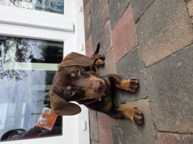 Zwergdackel Mädchen Lou sucht ein neues Zuhause