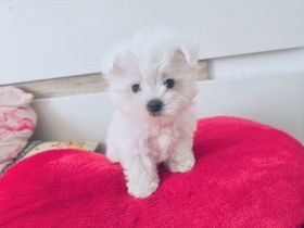 Reinrassige mini toy malteser welpe junge