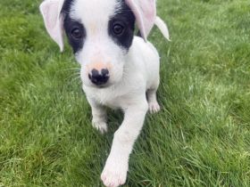 Lilo sucht ein Zuhause