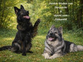 Altdeutsche Schäferhunde Welpen