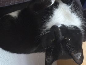 Kater Schwarz-weiß 3 Jahre alt