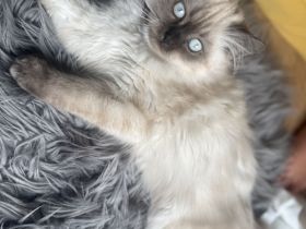 Ragdoll Blue Point Mischlings Kitten abgabebereit