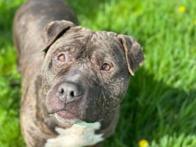 Hariboo sucht ein Zuhause außerhalb von DE