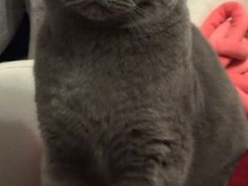 Britsch kurz Haar Katze Weiblich