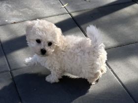 Kleine weiße Welpen - wie Maltipoo