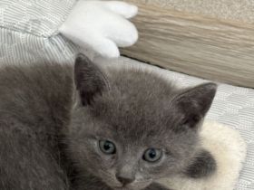 Russisch Blau Kitten mit Stammbaum