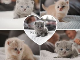 BKH // Britisch Kurzhaar