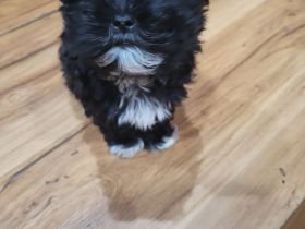 Malteser Bolonka Mix Rüde Welpe