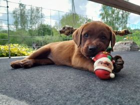 Zuckersüße Labradorwelpen