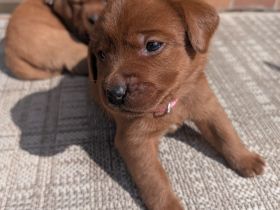 Zuckersüße Labradorwelpen