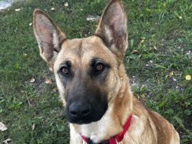 3,5 Jährige Schäferhündin sucht neues Zuhause