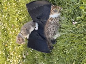 Mischlinge Katzen dringend abzugeben