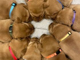 Labrador Foxred mit Ahnentafel