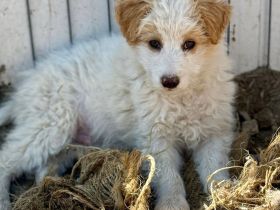 Domino, eine kleine, süsse Flauschkugel sucht sein Fürimmerzuhause