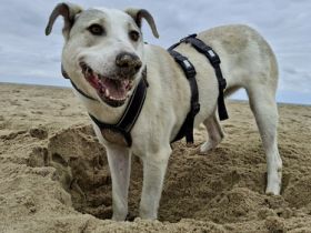 Molly sucht ein stabiles Zuhause