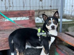 Cory sucht ein geduldiges, ruhiges Zuhause