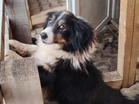 Vroni sucht ein liebevolles Zuhause