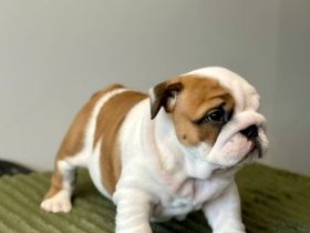 Englische Bulldoggenwelpen verfügbar in der Hauszucht "Von Teodor" FCI!