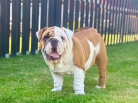 Englische Bulldoggenwelpen verfügbar in der Hauszucht "Von Teodor" FCI!