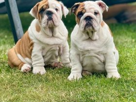Englische Bulldoggenwelpen verfügbar in der Hauszucht "Von Teodor" FCI!