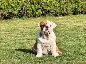 Englische Bulldoggenwelpen verfügbar in der Hauszucht "Von Teodor" FCI!