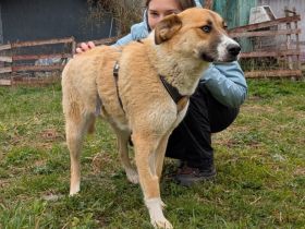 Zuhause gesucht für Camilla