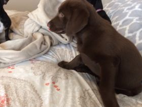 Labrador Retriever Welpen abzugeben