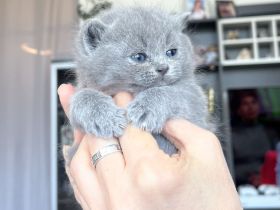 BKH Kitten, Kätzchen, Baby Katzen