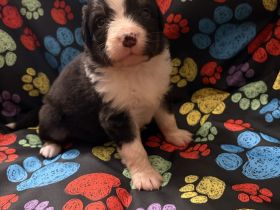 Unsere bezaubernden Australian Shepherd Welpen sind auf der Suche nach ihrem Für-immer-Zuhause ❤️
