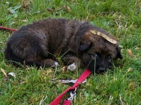 Alt-Deutsche- Schäferhunde Jungs suchen