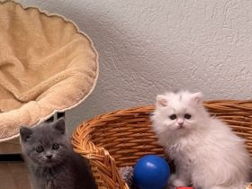 Süße British Kurzhaar Perser Mix Kitten