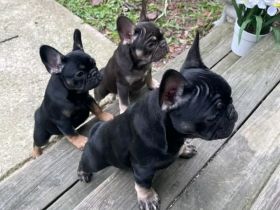 2 females and 1 male french bulldog