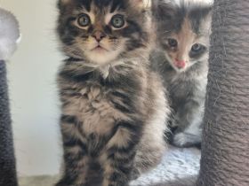 XXL Maine Coon Kitten Reinrassig