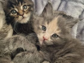 XXL Maine Coon Kitten Reinrassig