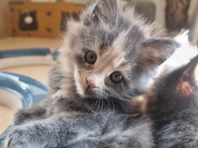 XXL Maine Coon Kitten Reinrassig
