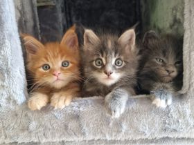 XXL Maine Coon Kätzchen